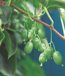 Minikiwi/Actinidia Arguta - Issai