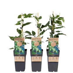 Minikiwi/Actinidia Arguta - Issai