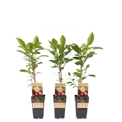 Minikiwi/Actinidia Arguta - Ken's Red