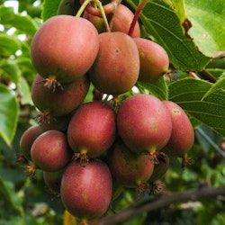 Minikiwi/Actinidia Arguta - Ken's Red