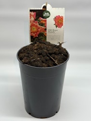 Pion/Paeonia Itoh - Old Rose Dandy