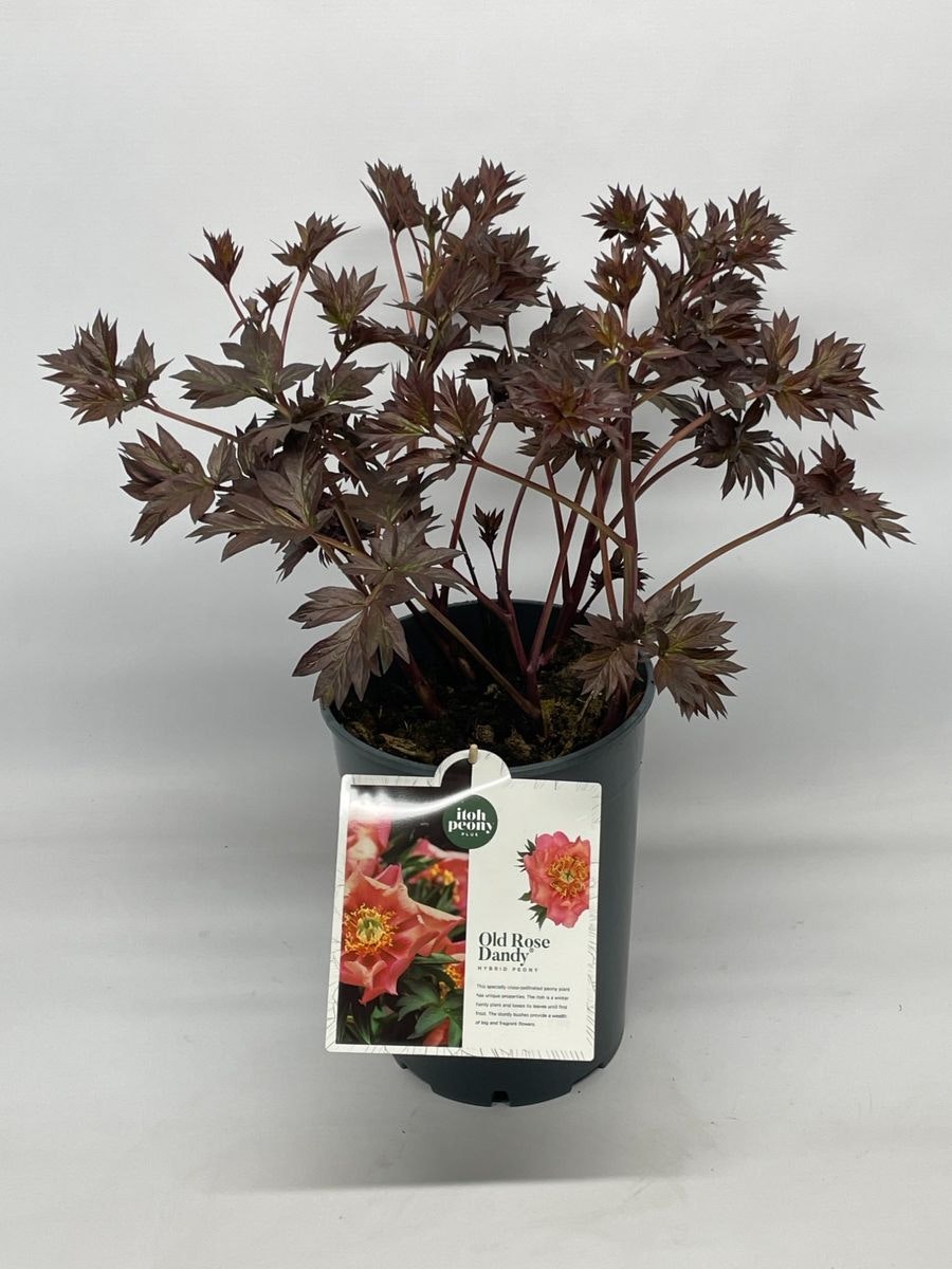 Pion/Paeonia Itoh - Old Rose Dandy