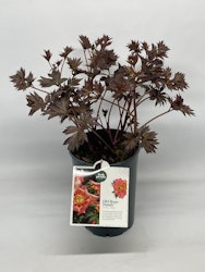 Pion/Paeonia Itoh - Old Rose Dandy