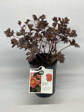 Pion/Paeonia Itoh - Old Rose Dandy