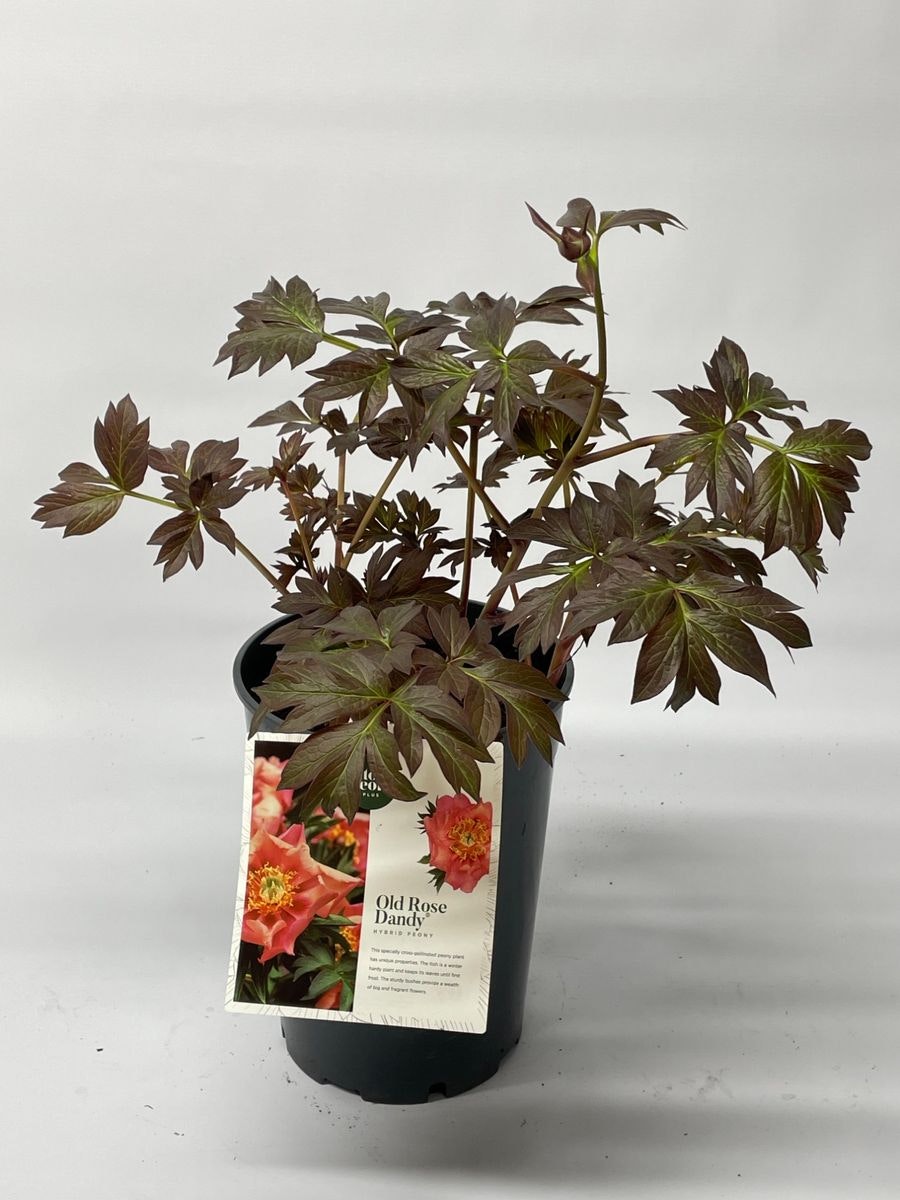 Pion/Paeonia Itoh - Old Rose Dandy