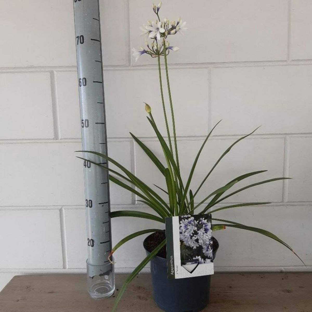 Afrikansklilja/Agapanthus - Twister