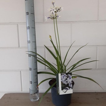 Afrikansklilja/Agapanthus - Twister