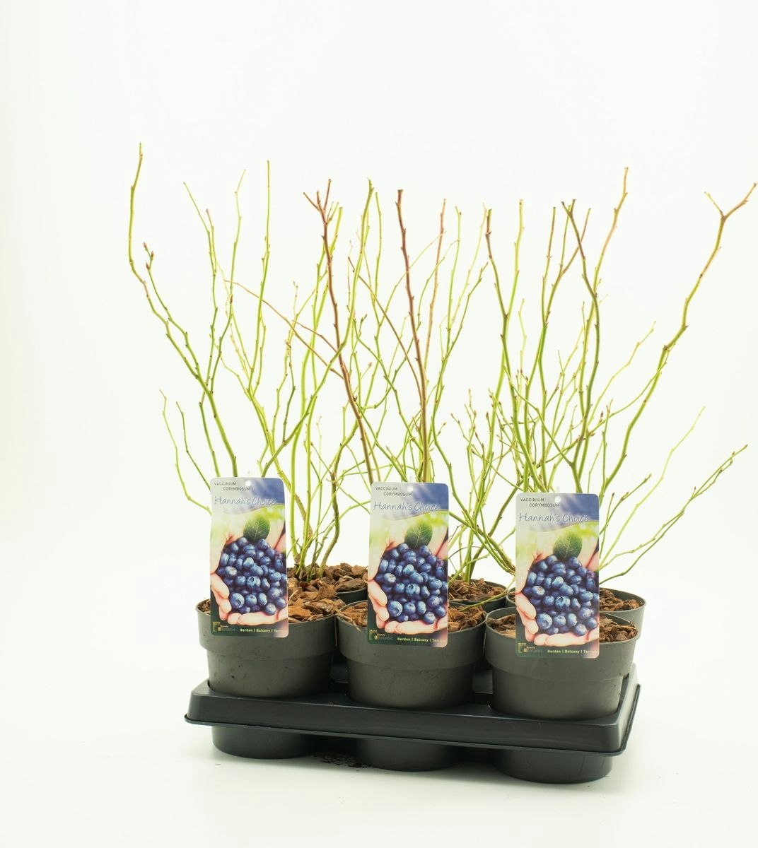 Vaccinium Corymbosum/Amerikanska Blåbär - Hannah's Choice