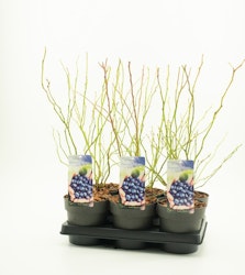 Vaccinium Corymbosum/Amerikanska Blåbär - Hannah's Choice