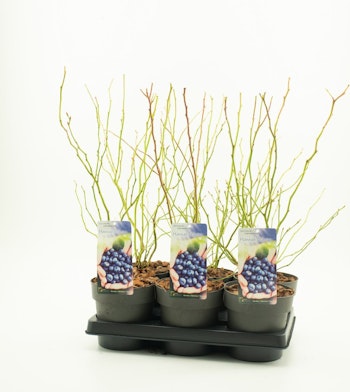 Vaccinium Corymbosum/Amerikanska Blåbär - Hannah's Choice