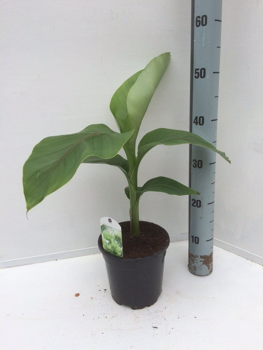 Banan Planta/Musa - Musa Basjoo