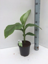 Banan Planta/Musa - Musa Basjoo