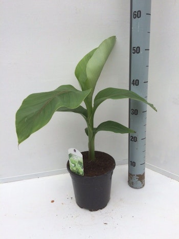 Banan Planta/Musa - Musa Basjoo
