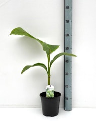 Banan Planta/Musa - Musa Basjoo