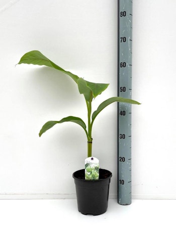 Banan Planta/Musa - Musa Basjoo