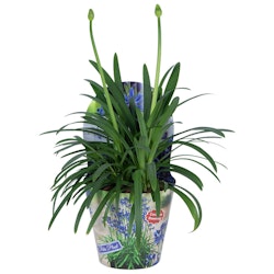 Afrikansklilja/Agapanthus - Summer Love Blue