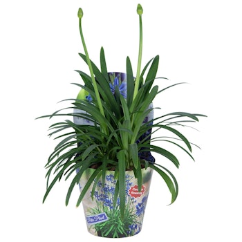 Afrikansklilja/Agapanthus - Summer Love Blue