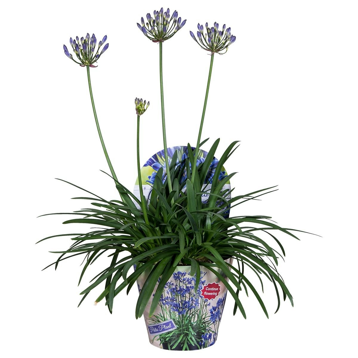 Afrikansklilja/Agapanthus - Summer Love Blue