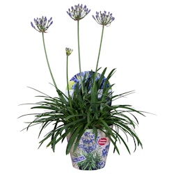 Afrikansklilja/Agapanthus - Summer Love Blue