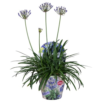 Afrikansklilja/Agapanthus - Summer Love Blue