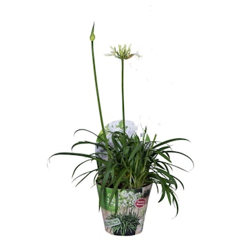 Afrikansklilja/Agapanthus - Summer Love White