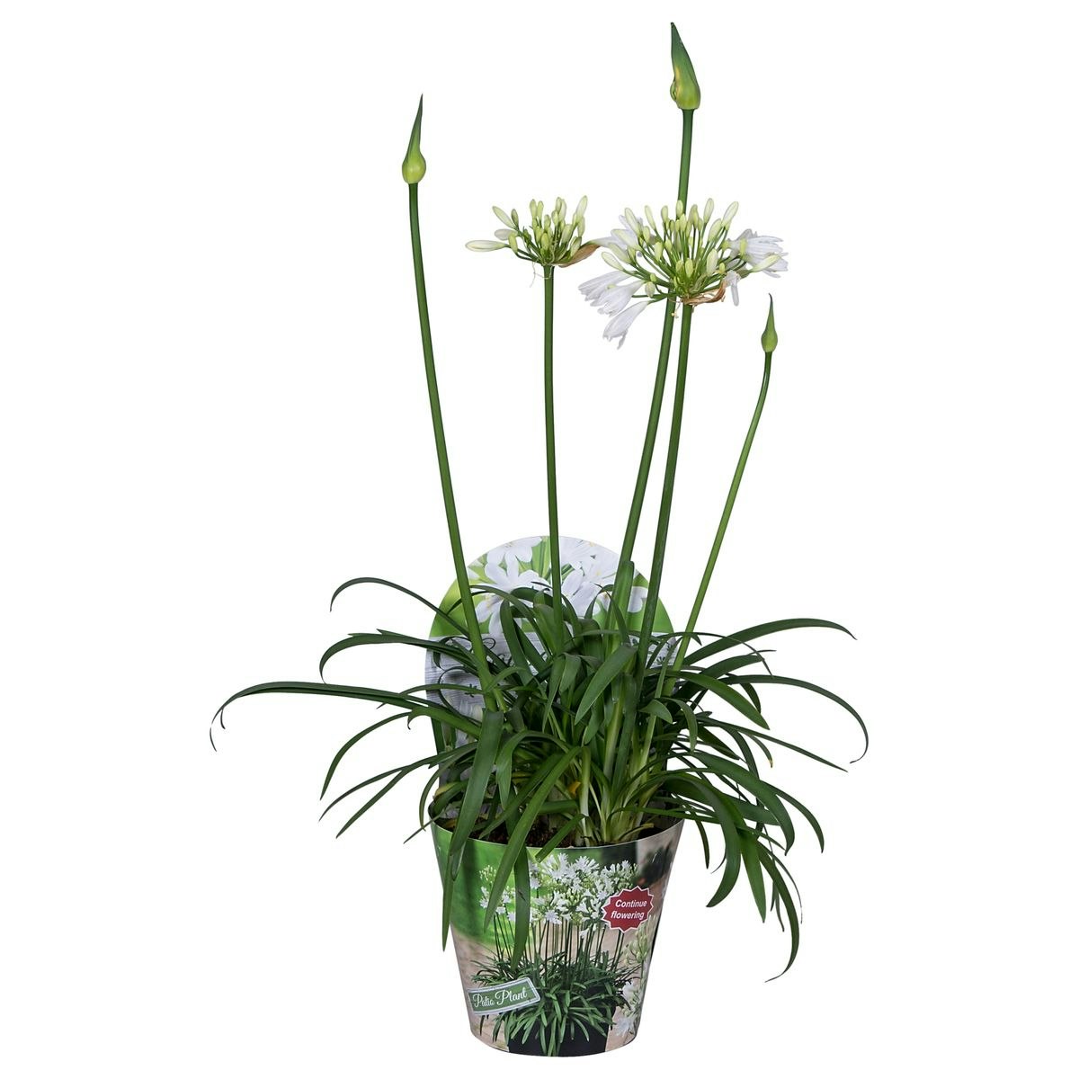 Afrikansklilja/Agapanthus - Summer Love White