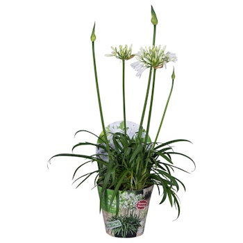 Afrikansklilja/Agapanthus - Summer Love White