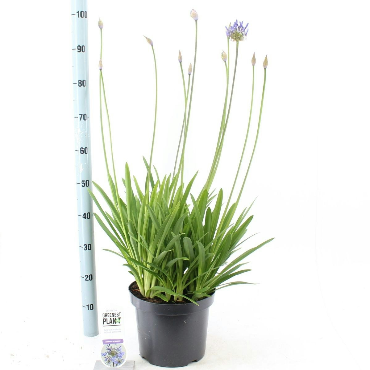 Afrikansklilja/Agapanthus - Dr. Brouwer