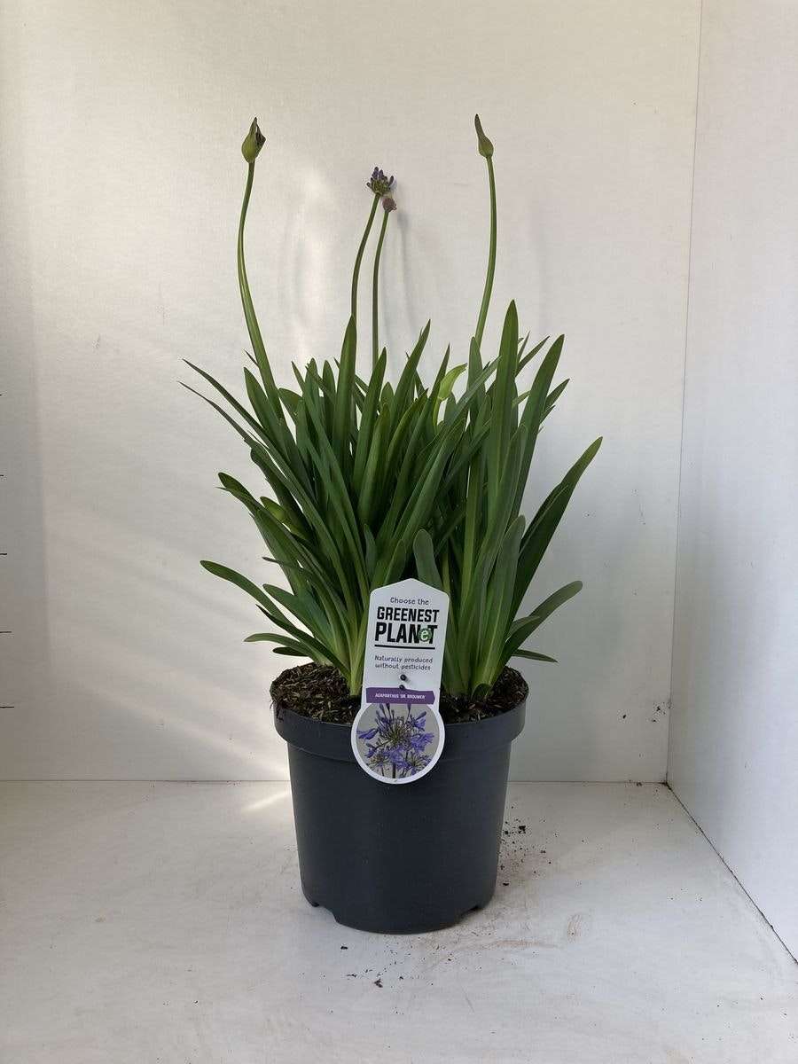 Afrikansklilja/Agapanthus - Dr. Brouwer