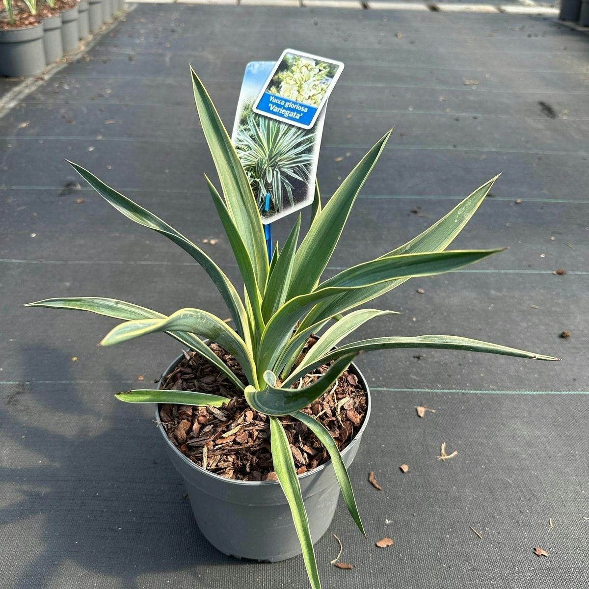 Yucca Gloriosa - Variegata