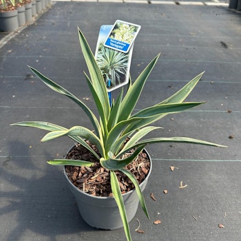 Yucca Gloriosa - Variegata