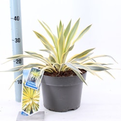 Yucca Gloriosa - Citrus Twist