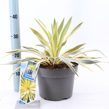 Yucca Gloriosa - Citrus Twist
