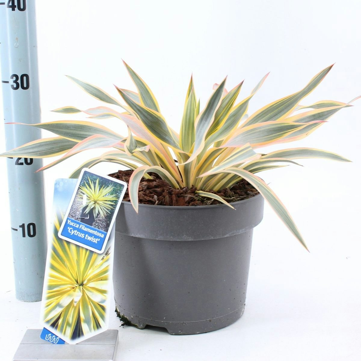 Yucca Gloriosa - Citrus Twist
