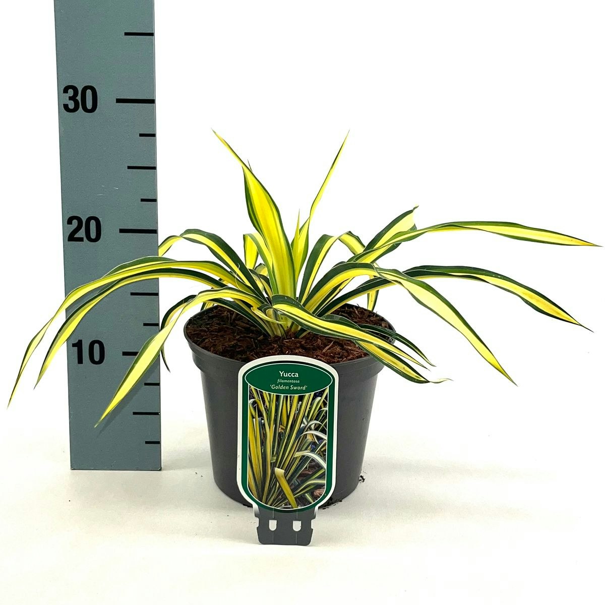 Yucca Flaccida - Golden Sword