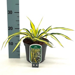 Yucca Flaccida - Golden Sword