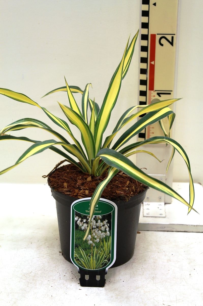 Yucca Flaccida - Golden Sword