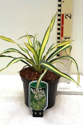 Yucca Flaccida - Golden Sword