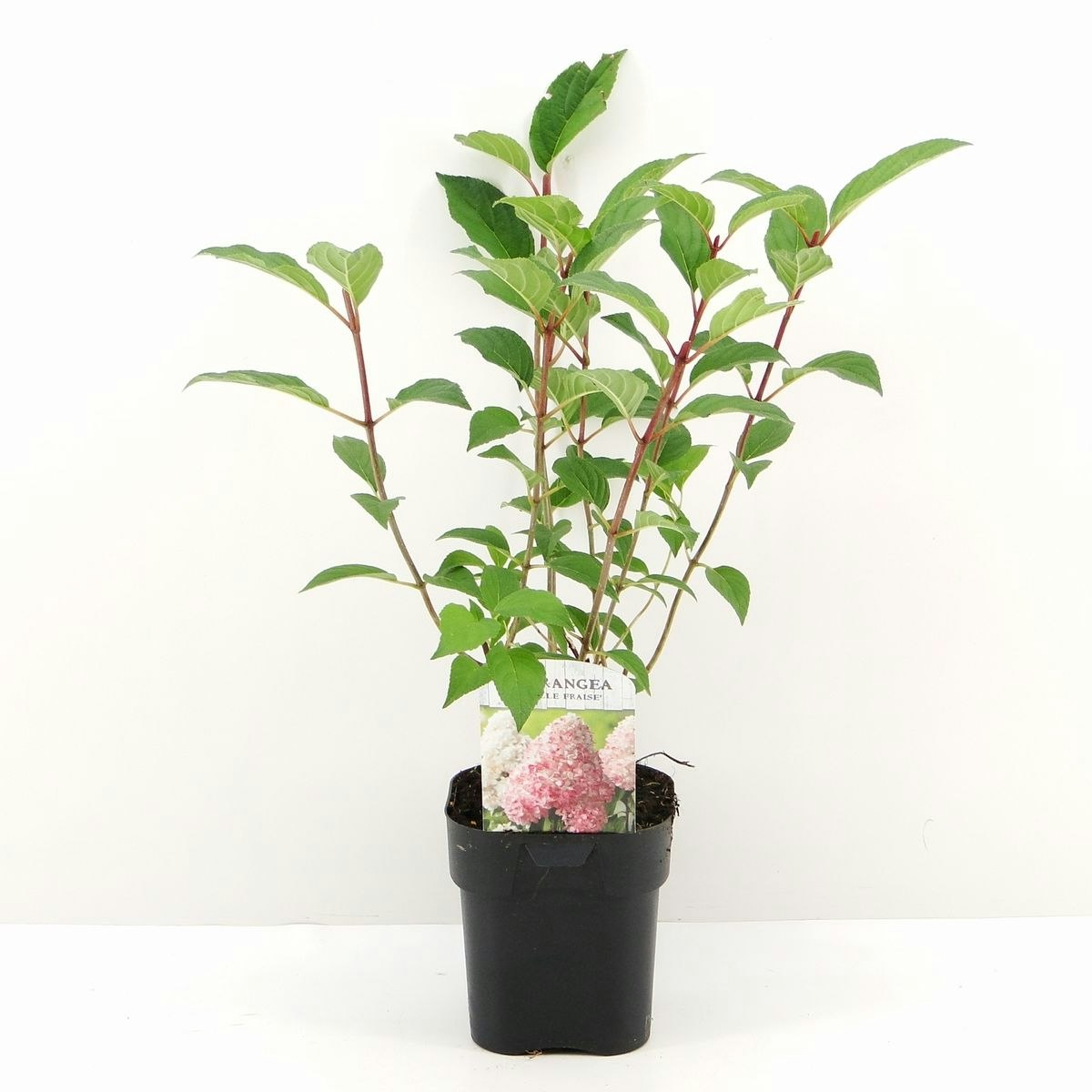 Hydrangea Paniculata/Vipphortensia - Vanille Fraise