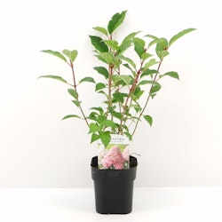 Hydrangea Paniculata/Vipphortensia - Vanille Fraise