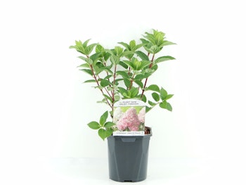 Hydrangea Paniculata/Vipphortensia - Vanille Fraise