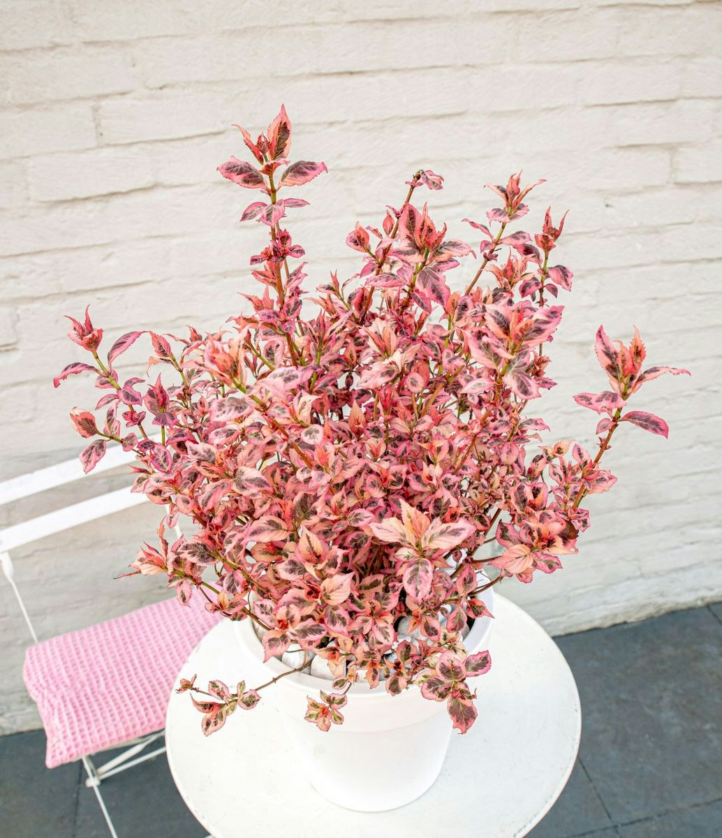 Hydrangea Serrata/Purpurhortensia - Euphoria Pink