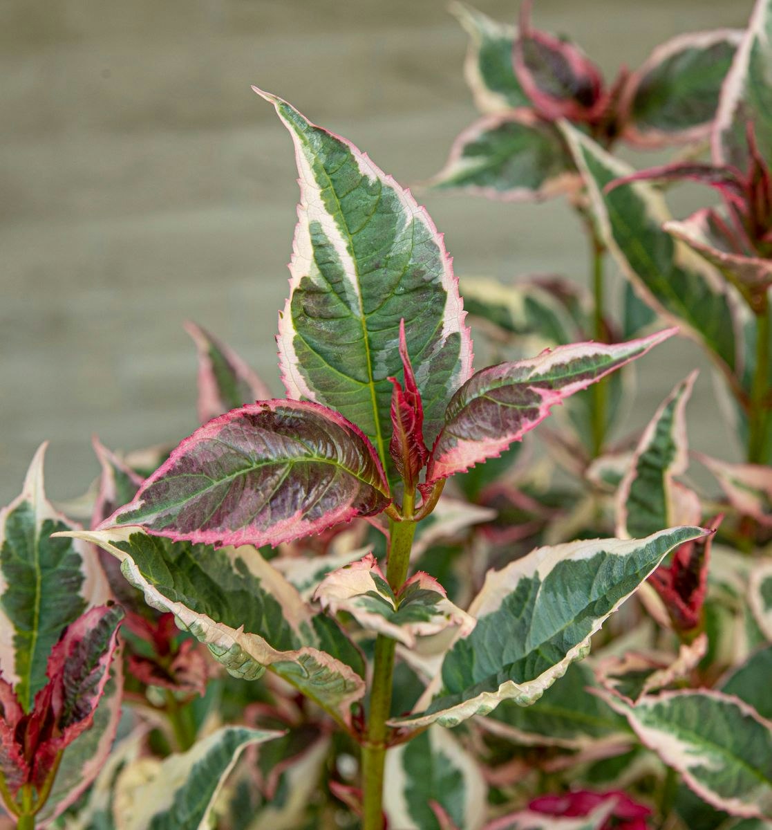 Hydrangea Serrata/Purpurhortensia - Euphoria Pink