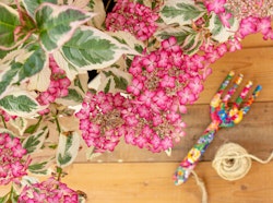 Hydrangea Serrata/Purpurhortensia - Euphoria Pink