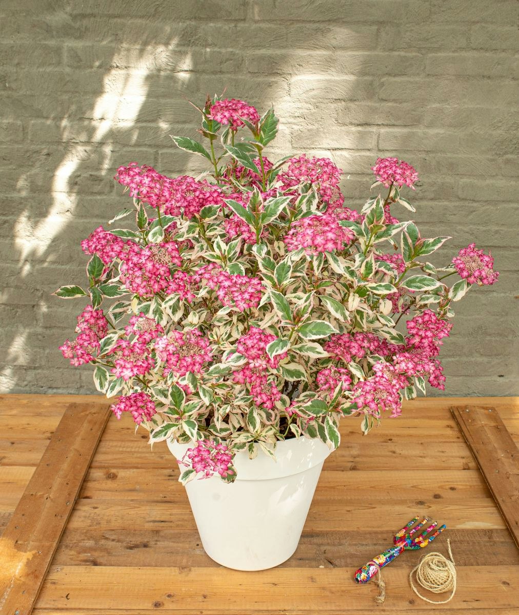 Hydrangea Serrata/Purpurhortensia - Euphoria Pink