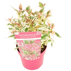Hydrangea Serrata/Purpurhortensia - Euphoria Pink