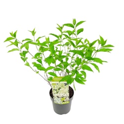 Hydrangea Paniculata/Vipphortensia - Lime Sparkle