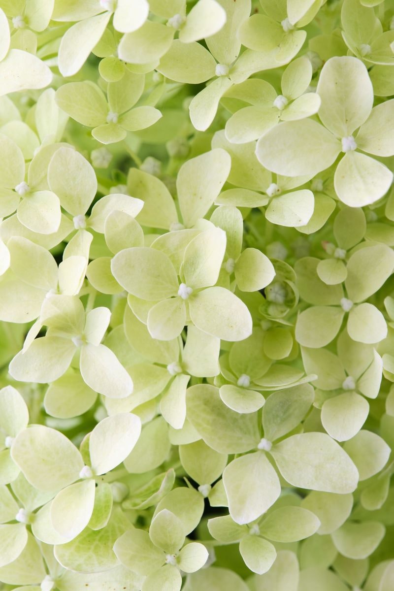 Hydrangea Paniculata/Vipphortensia - Lime Sparkle