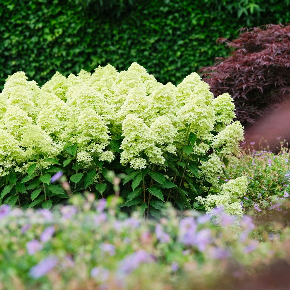 Hydrangea Paniculata/Vipphortensia - Lime Sparkle