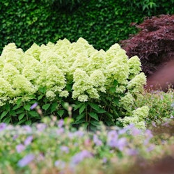 Hydrangea Paniculata/Vipphortensia - Lime Sparkle